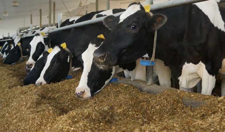 Le gouvernement délivre les licences d&rsquo;importation des aliments de bétail, les opérateurs publics privilégiés