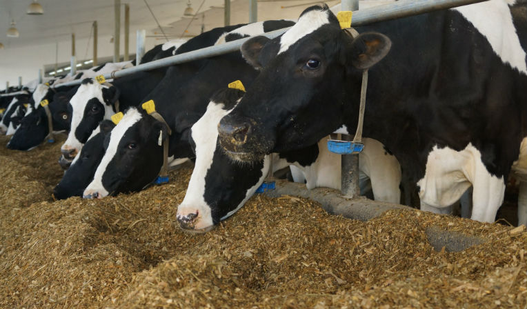 Une pénurie d’aliments de bétail plane sur l’Algérie