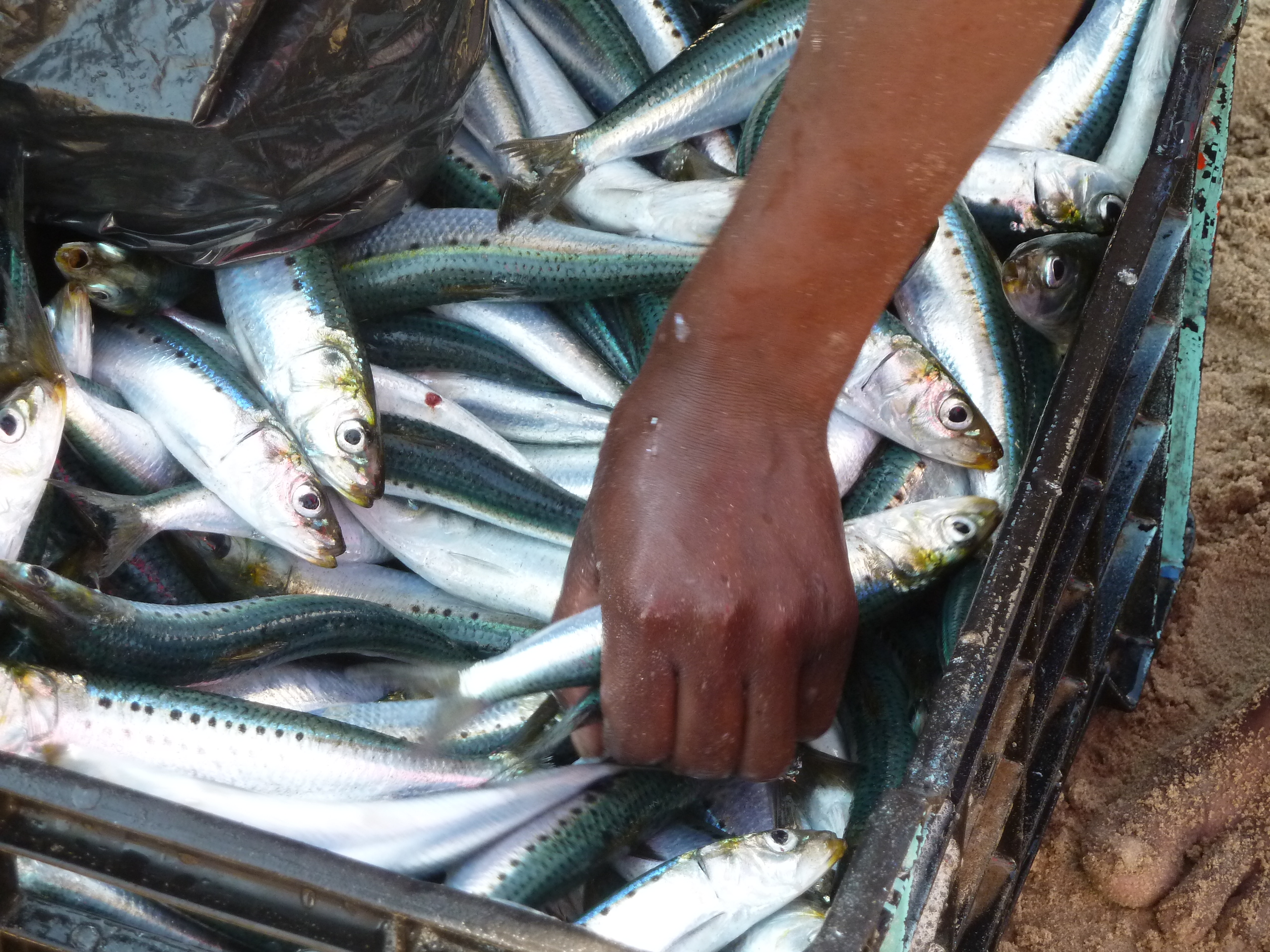 Pourquoi des pêcheurs algériens rejettent de sardines à la mer