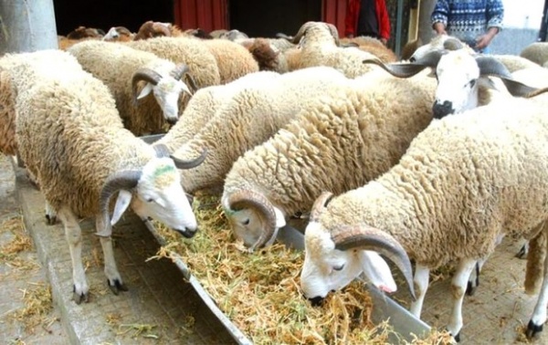 Aïd el-Adha : des vendeurs de moutons parlent des prix -Vidéo