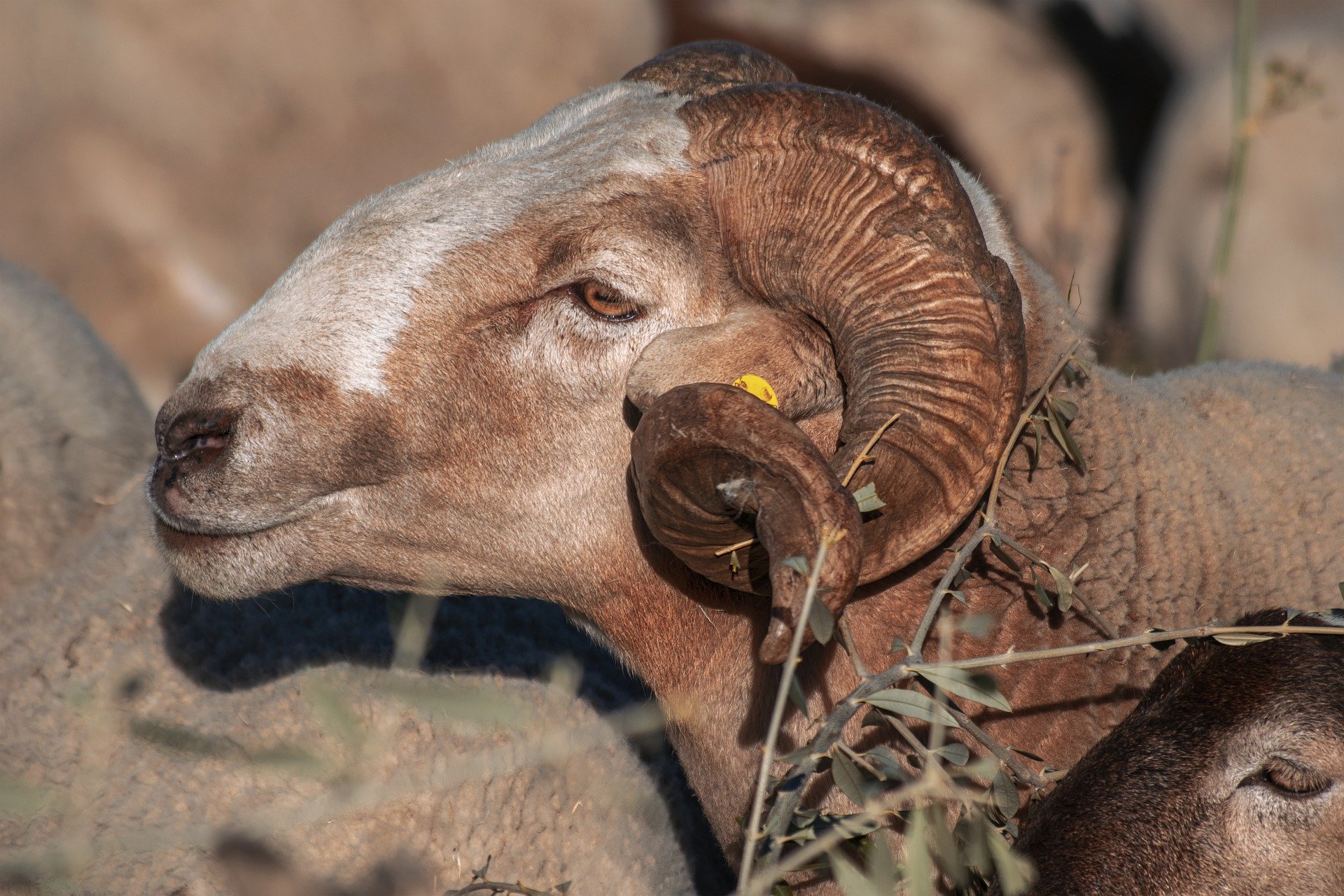 Sécheresse en zone steppique : les moutons se meurent