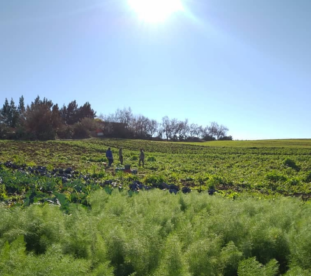 À Djendel, plongée dans l’Algérie qui travaille