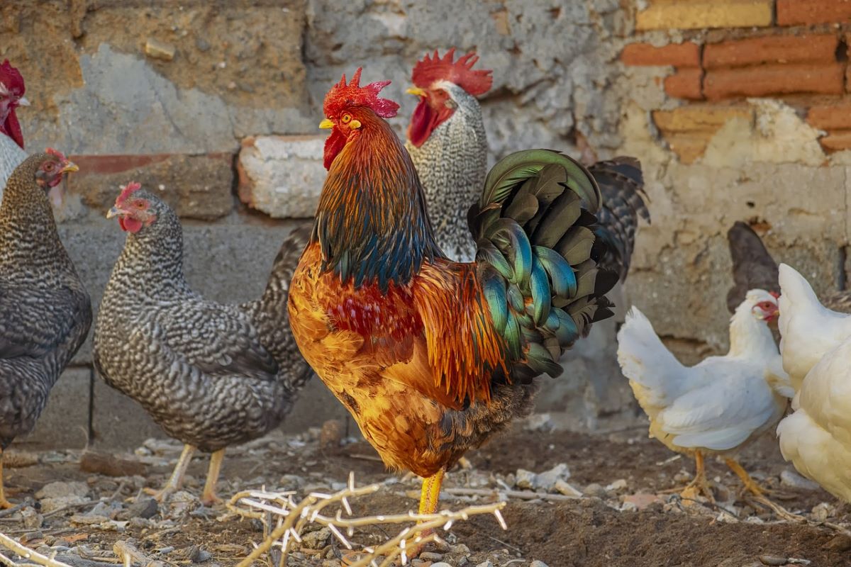 Filière volaille : vers une flambée des prix de la viande blanche