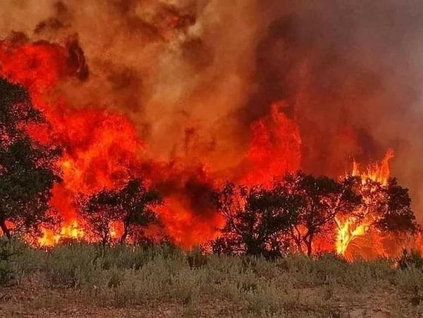 Feux de forêt : la nouvelle menace qui pèse sur l&rsquo;Algérie