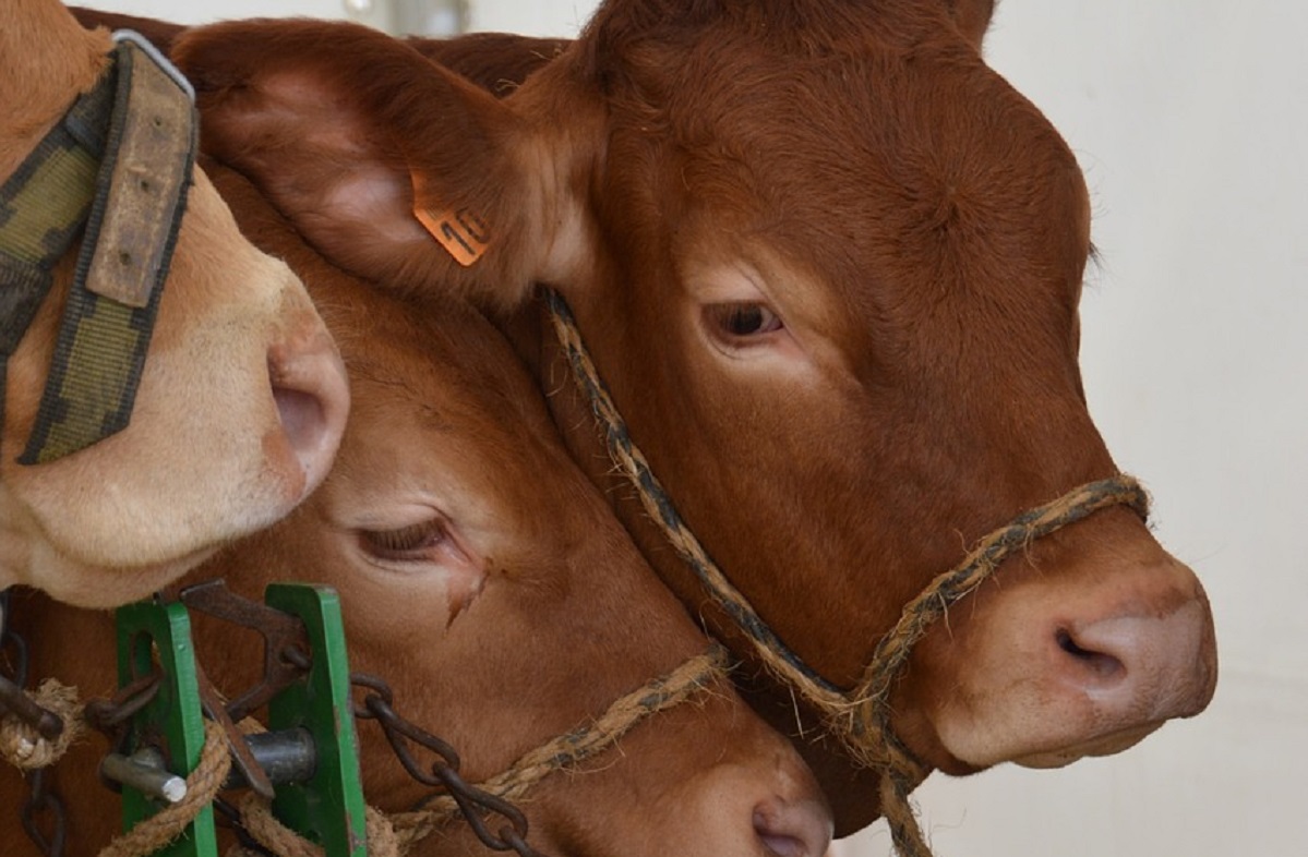 Une cargaison de bœuf français refoulée d&rsquo;Algérie