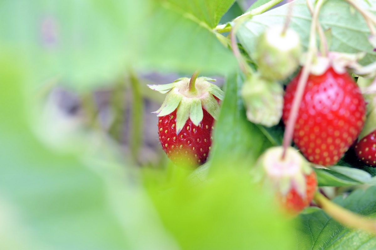 La saga des fraises de Tipaza