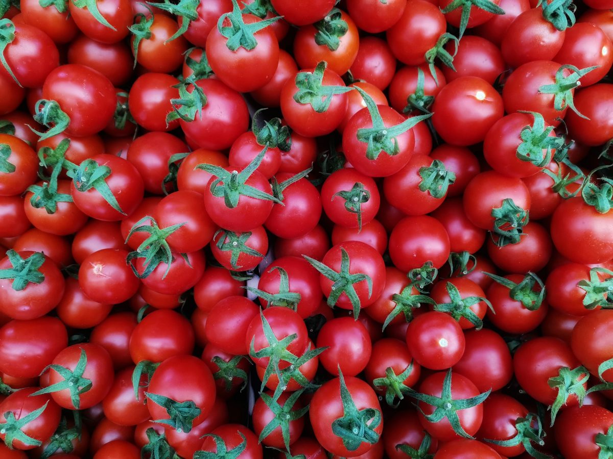 À Biskra où sont cultivées des tomates algériennes pour l’export