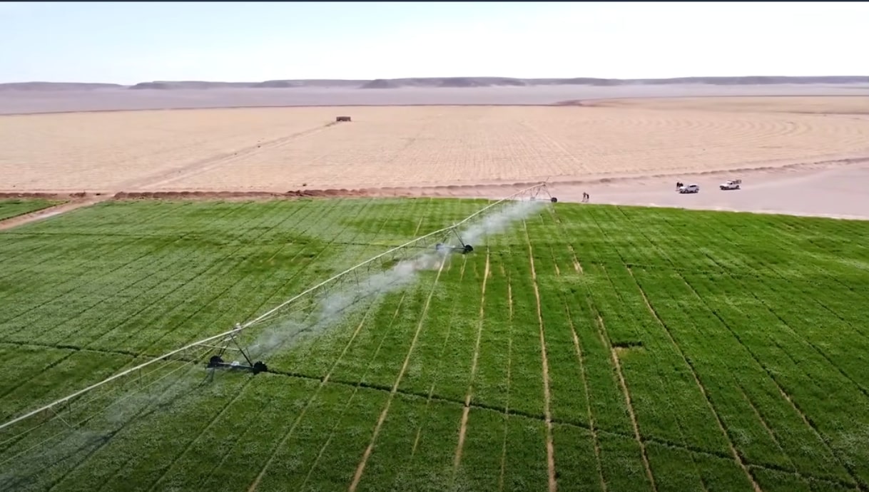 Blé dans le sud de l’Algérie : le témoignage d’un agriculteur d’élite