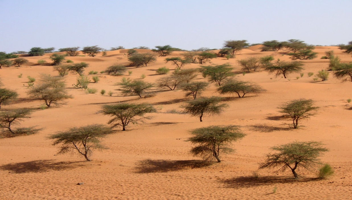 Sahel : l’Algérie réitère son refus de l’ingérence étrangère