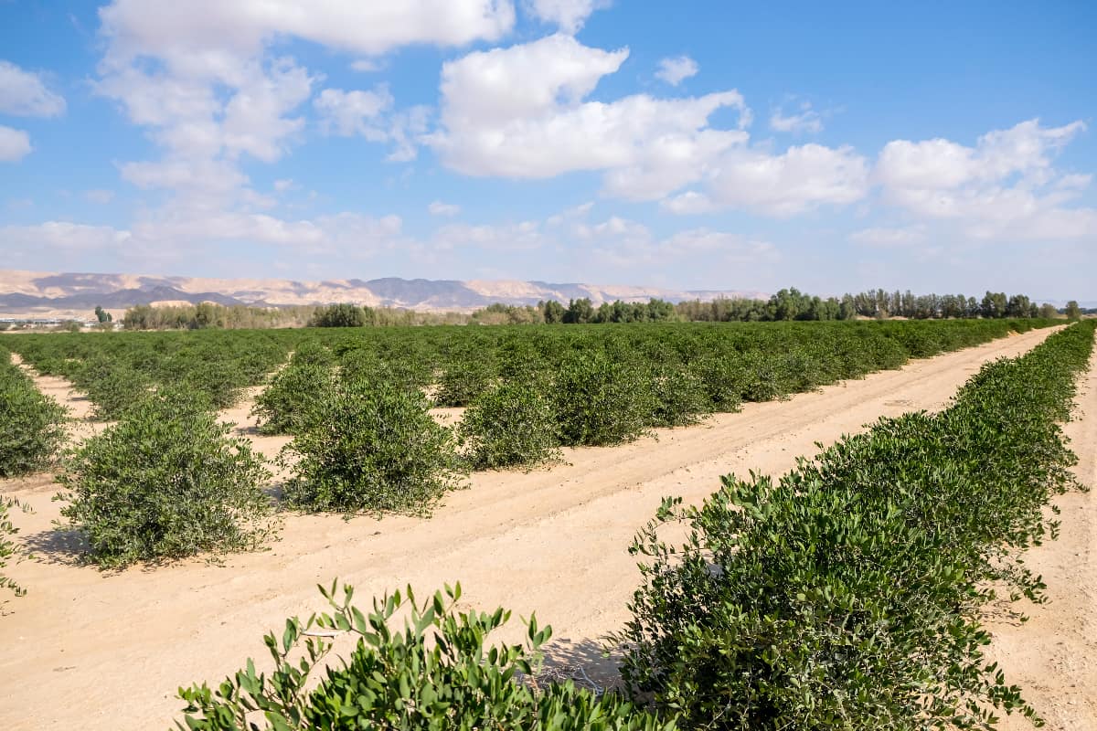 Algérie : le paradoxe de l&rsquo;agriculture saharienne