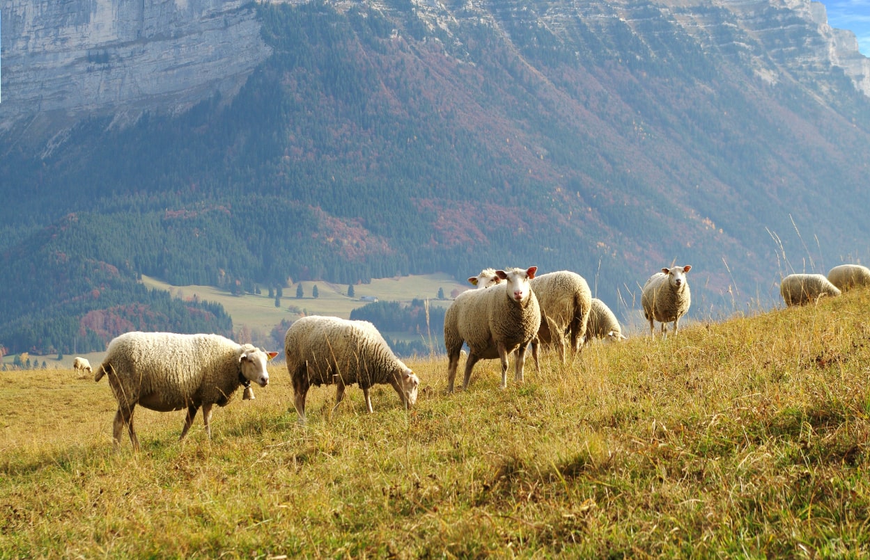 Cheptel : l’Algérie va criminaliser l’abattage des vaches et des brebis