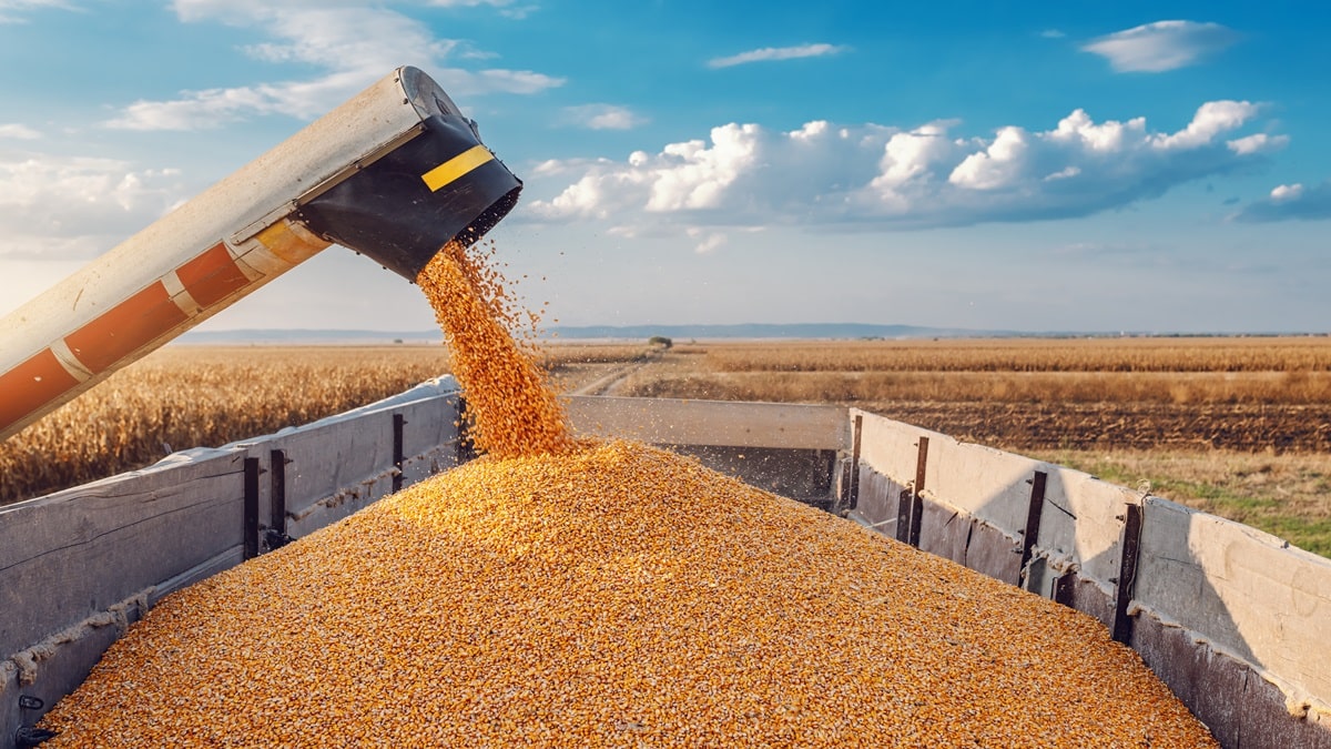 Céréales : vers une récolte exceptionnelle en Algérie