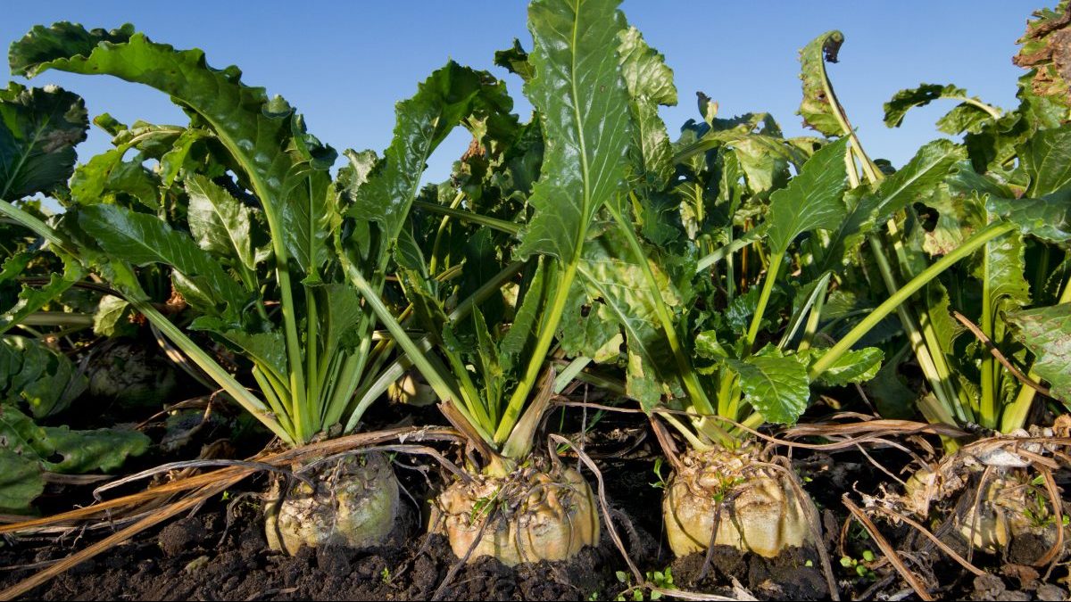 L’Algérie relance la culture de betterave à sucre