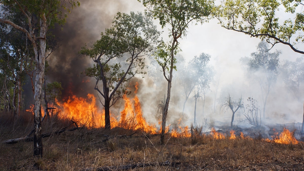 Incendies en Algérie : l’effroyable bilan s’alourdit encore