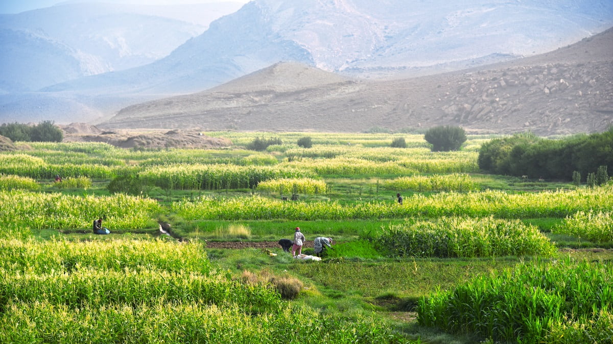 Maroc : l&rsquo;Algérie peut « tirer profit » de la crise agricole avec la Mauritanie