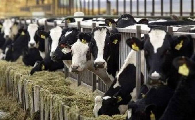 Algérie: vers la production de vaches avec la génétique américaine