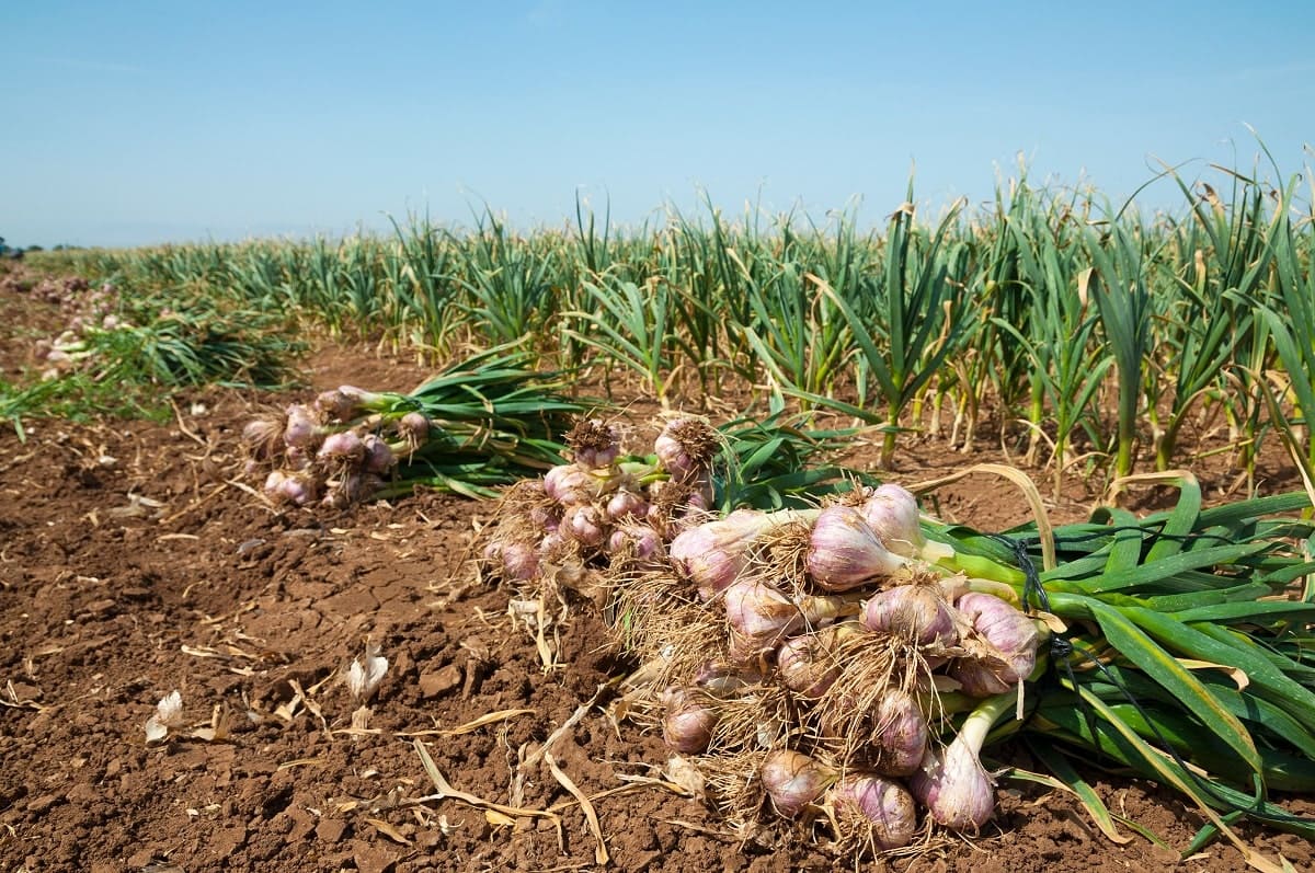 L’Algérie atteint une autosuffisance fragile en ail