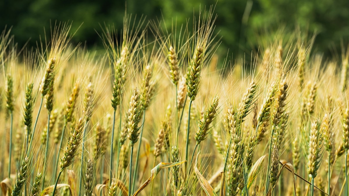 Pourquoi les Italiens veulent cultiver du blé dur en Algérie