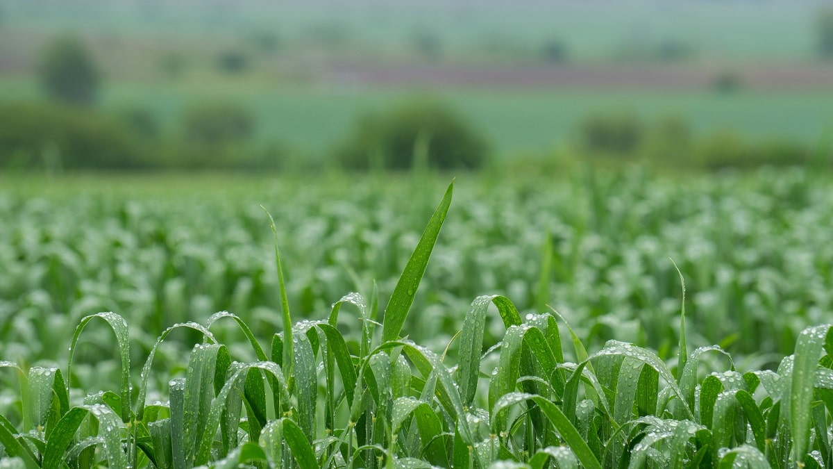Algérie : des pluies bénéfiques après les menaces de sécheresse, mais cela ne suffit pas