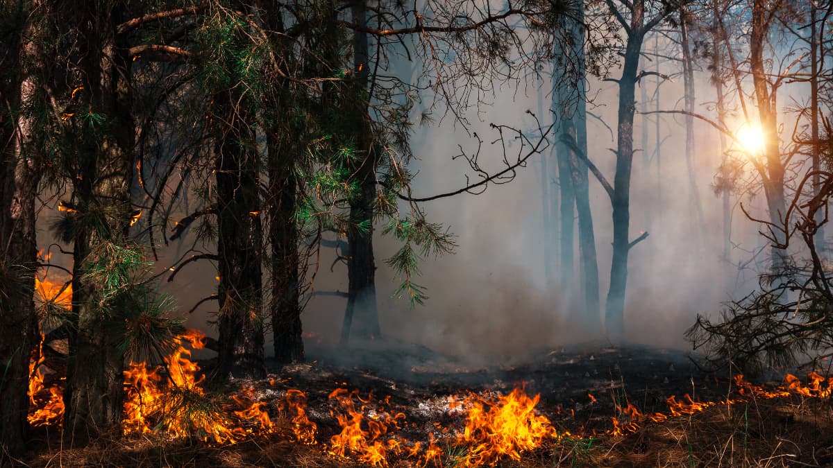 Feux de forêts : un incendie menace la cédraie de Tikjda