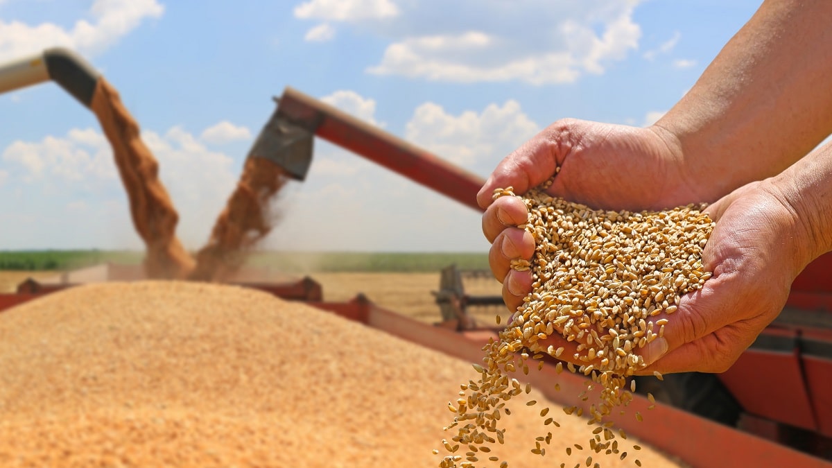 Moisson des céréales en Algérie : impressionnant convoi de camions vers le Sahara