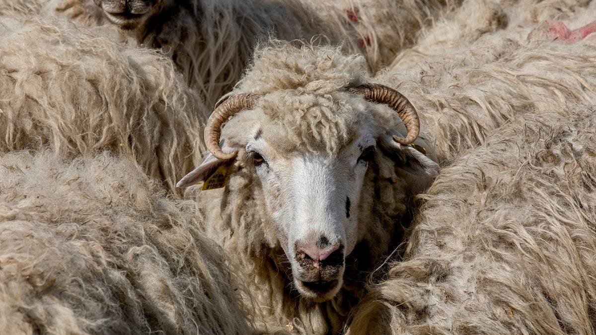 Algérie : le mouton de l&rsquo;Aïd el-Kébir 2024 viendra-t-il de Roumanie ?