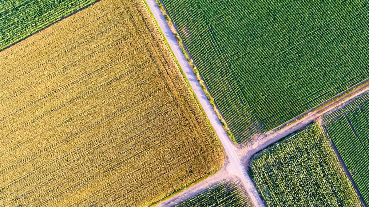 Nememcha, dans les Aurès, futur grenier agricole de l&rsquo;Algérie