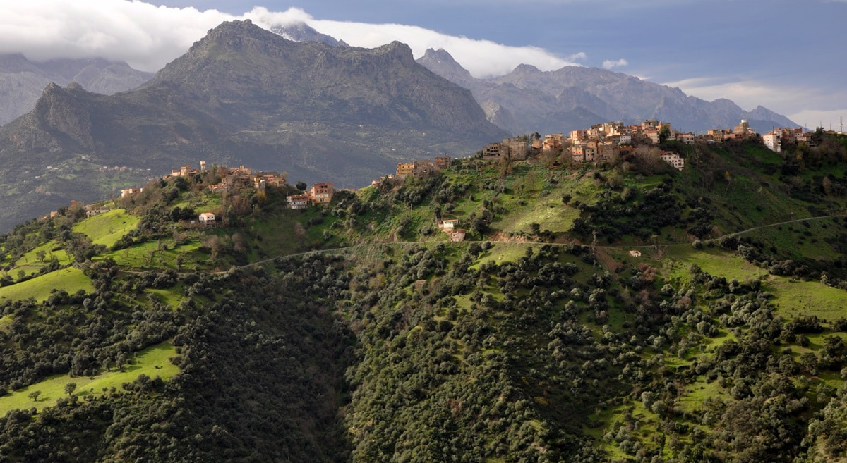 Deux ours ont-ils vraiment été aperçus en Kabylie ?