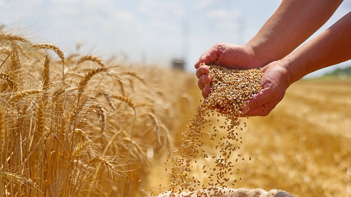 Des dunes de blé dans le Sahara algérien : « Une bonne récolte cette année »
