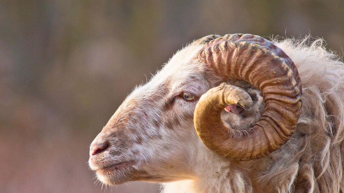 Quel est le mouton qui donne la meilleure viande ?