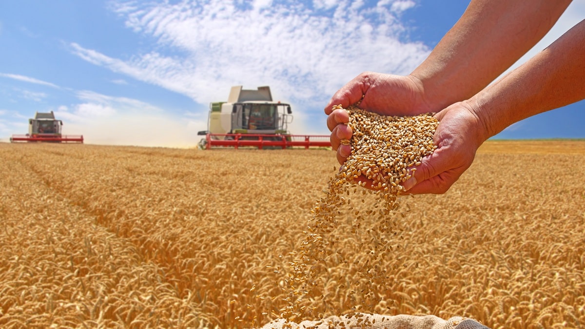 Algérie : la moisson du blé du Sahara s’annonce record en 2024