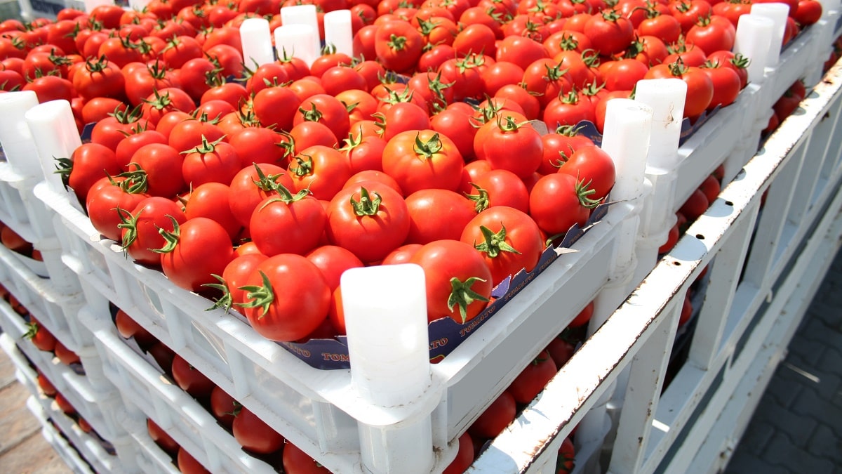 Tomates : le méga projet algérien pour exporter en Europe