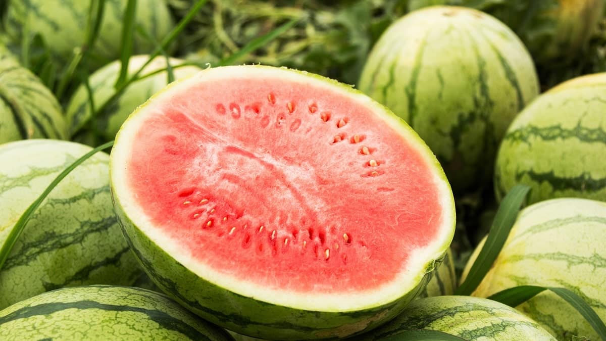 Exportations : la pastèque algérienne débarque au marché de Rungis en France