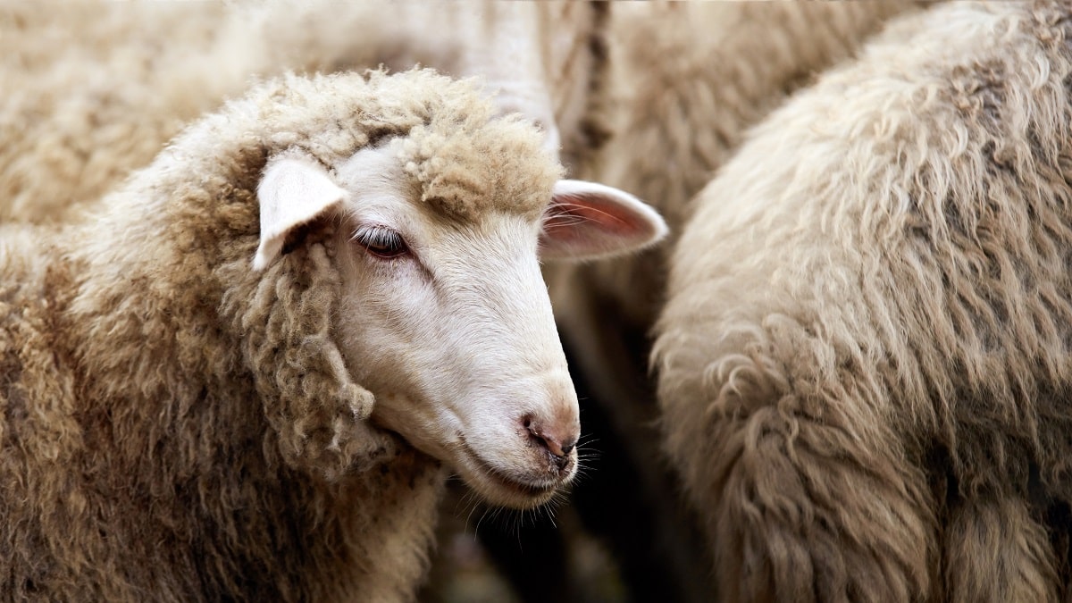 Aïd-el-Adha 2025 : pourquoi le Maroc renonce et l’Algérie importe des moutons