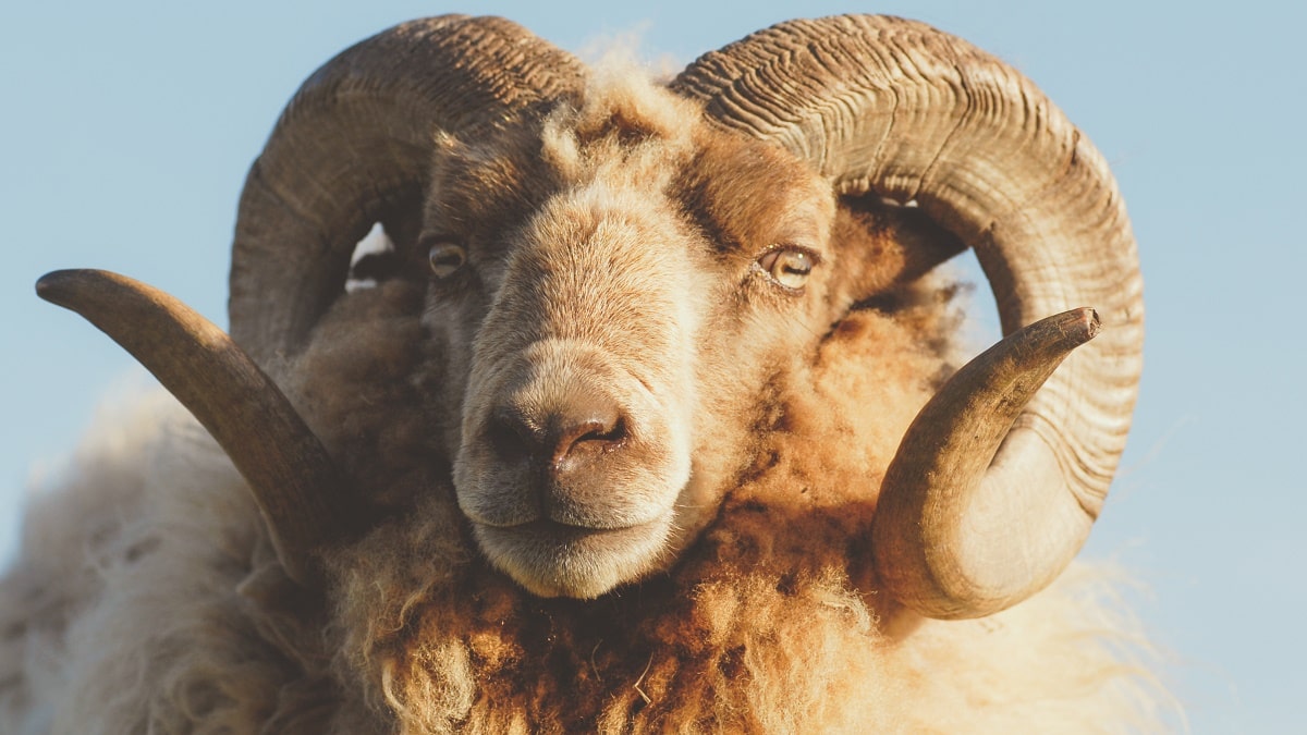 Aïd el Kébir 2024 : quel est le prix du mouton en Algérie et en France ?