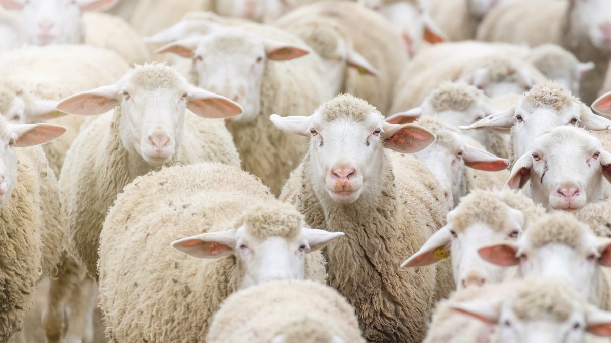 Aïd 2025 : l’Espagne vend ses moutons à l’Algérie, la filière viande grogne