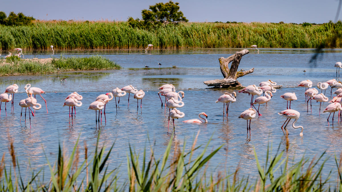 Le sauvetage de 300 flamants roses en Algérie fait un buzz mondial