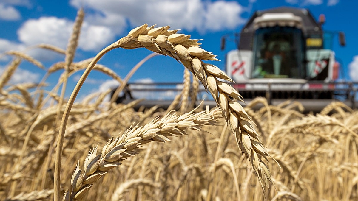 Algérie : les Italiens à la rescousse du couscous local