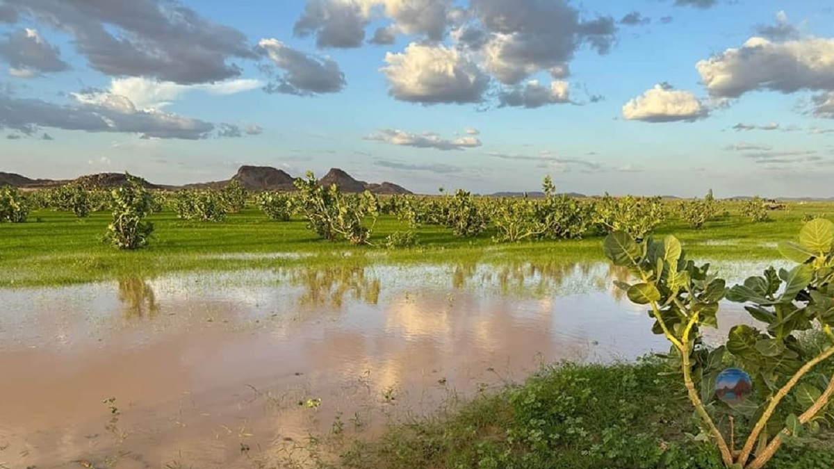 Algérie : des pluies qui dévoilent un problème plus grave que la sécheresse