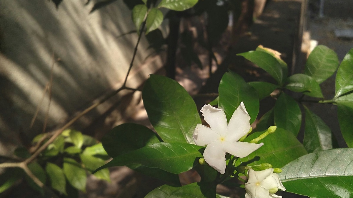 Ce Franco-Algérien plante des milliers d’arbres fruitiers en Algérie