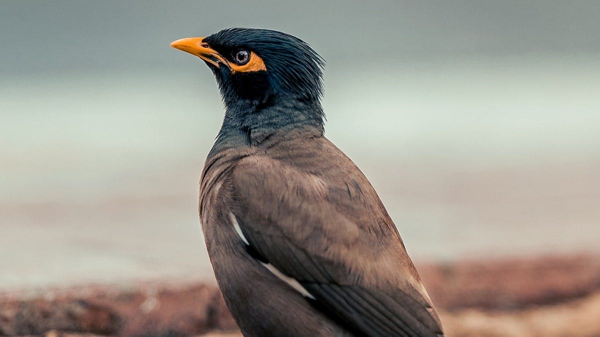 Martin triste, l&rsquo;un des oiseaux les plus nuisibles au monde, arrive en Algérie