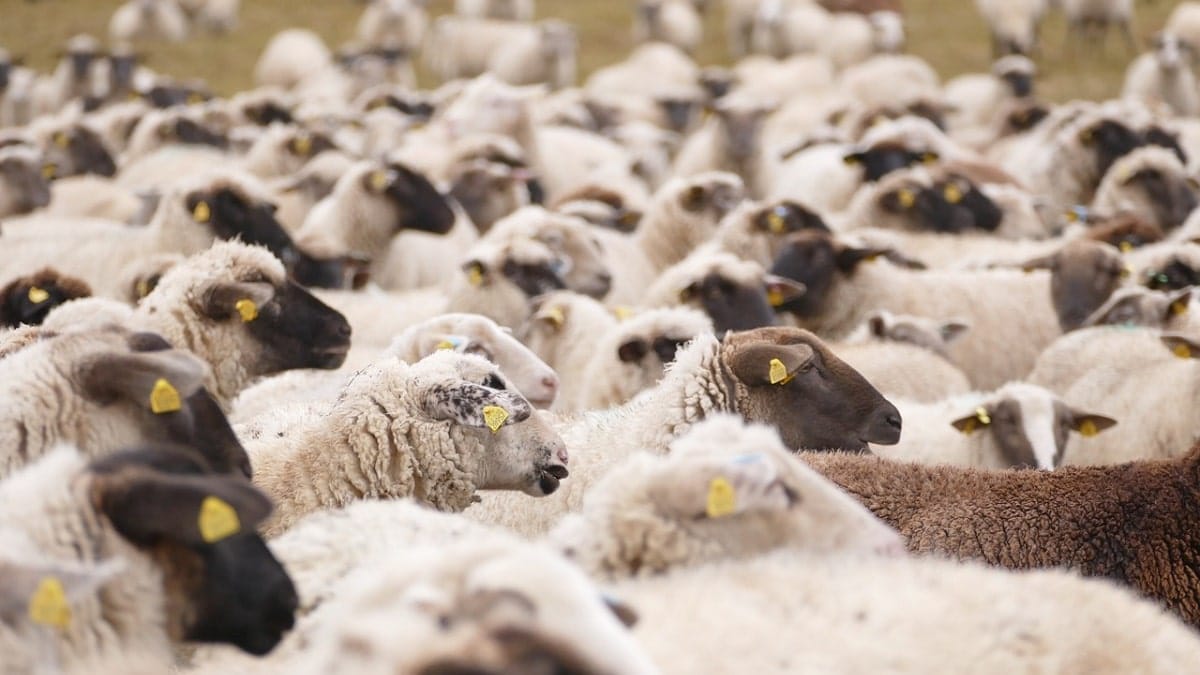 Aïd-el-adha 2025 : l’Algérie va importer jusqu’à un million de moutons