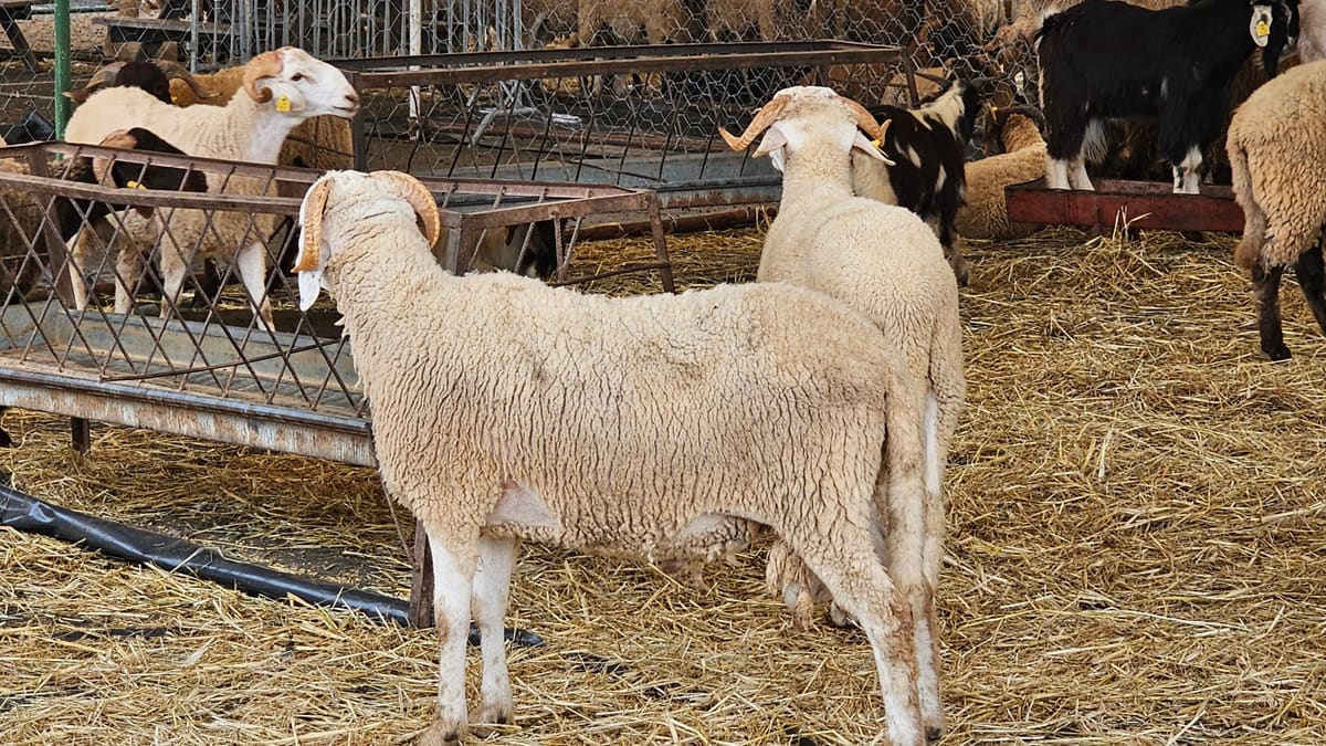 Moutons en Algérie : le prix d&rsquo;un agneau de 3 jours suscite la controverse