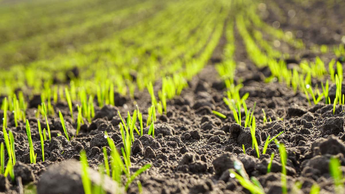 Autosuffisance en blé dur en Algérie : la menace de la sécheresse plane