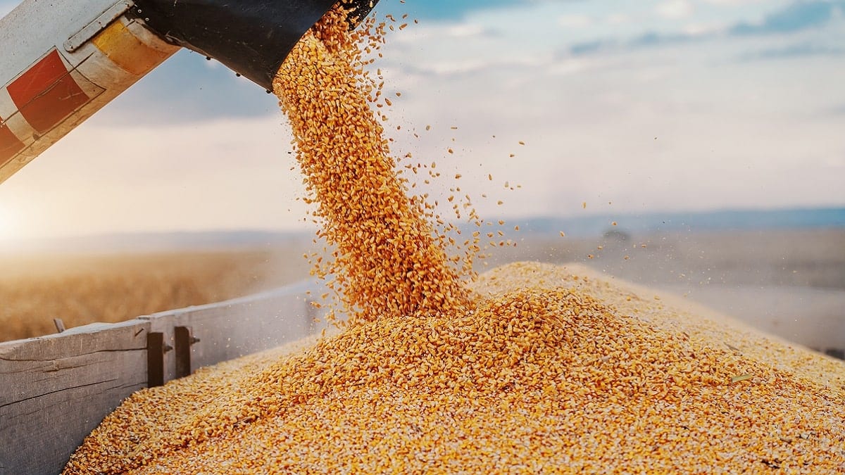 Importations de blé dur, l’Algérie fait ses courses avant 2025