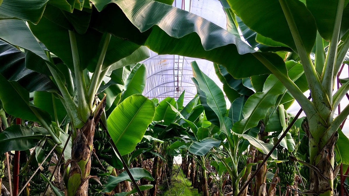 Culture de la banane en Algérie : « À 250 DA le kg, nous sommes gagnants »