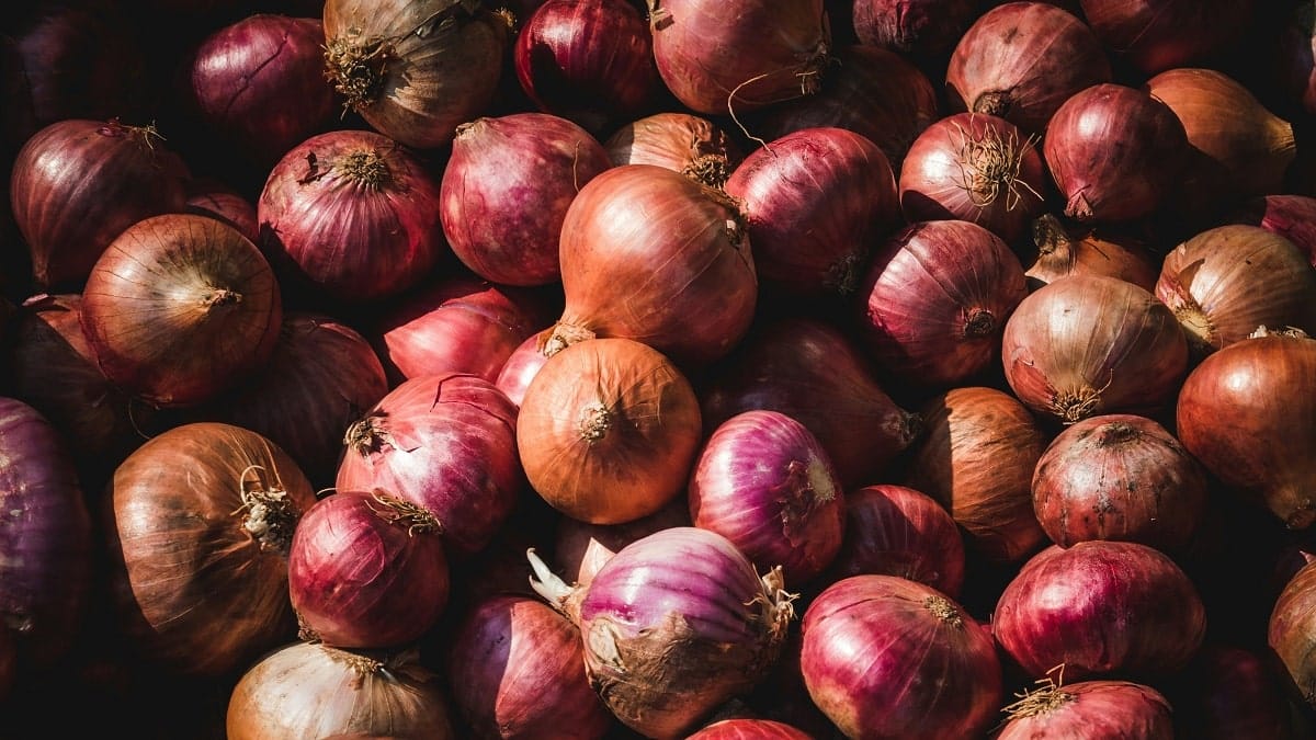 Algérie : des agriculteurs dépassés par la surabondance de la récolte d&rsquo;oignons