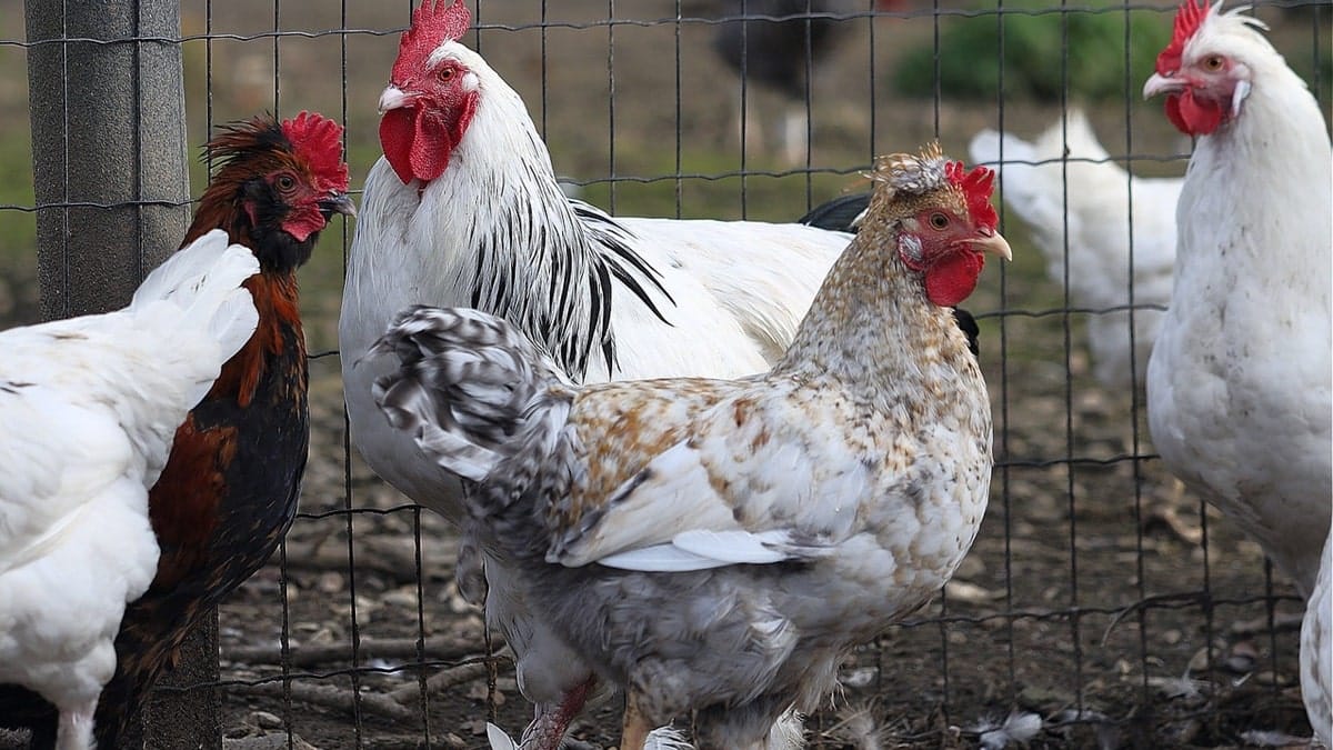 Algérie : deux mesures clés pour booster la production de poulets