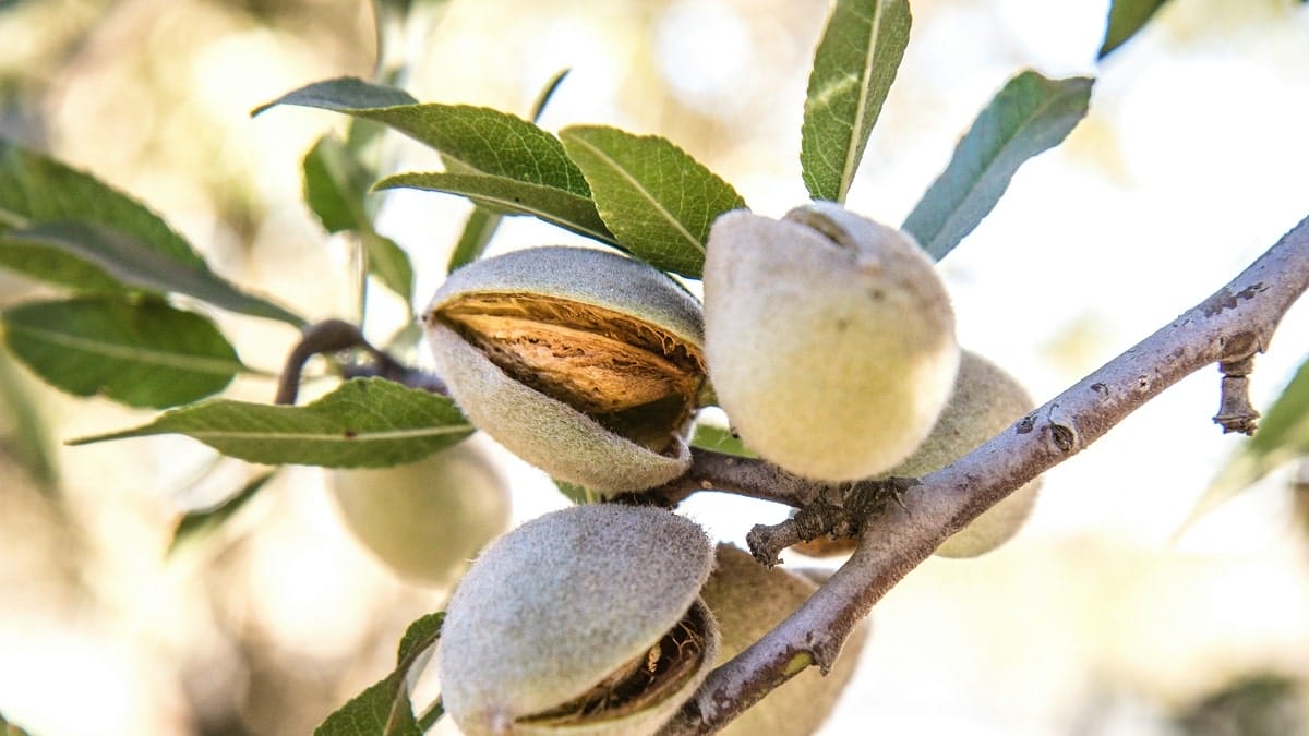 L’Algérie encourage la plantation d’arbres fruitiers résistants à la sécheresse
