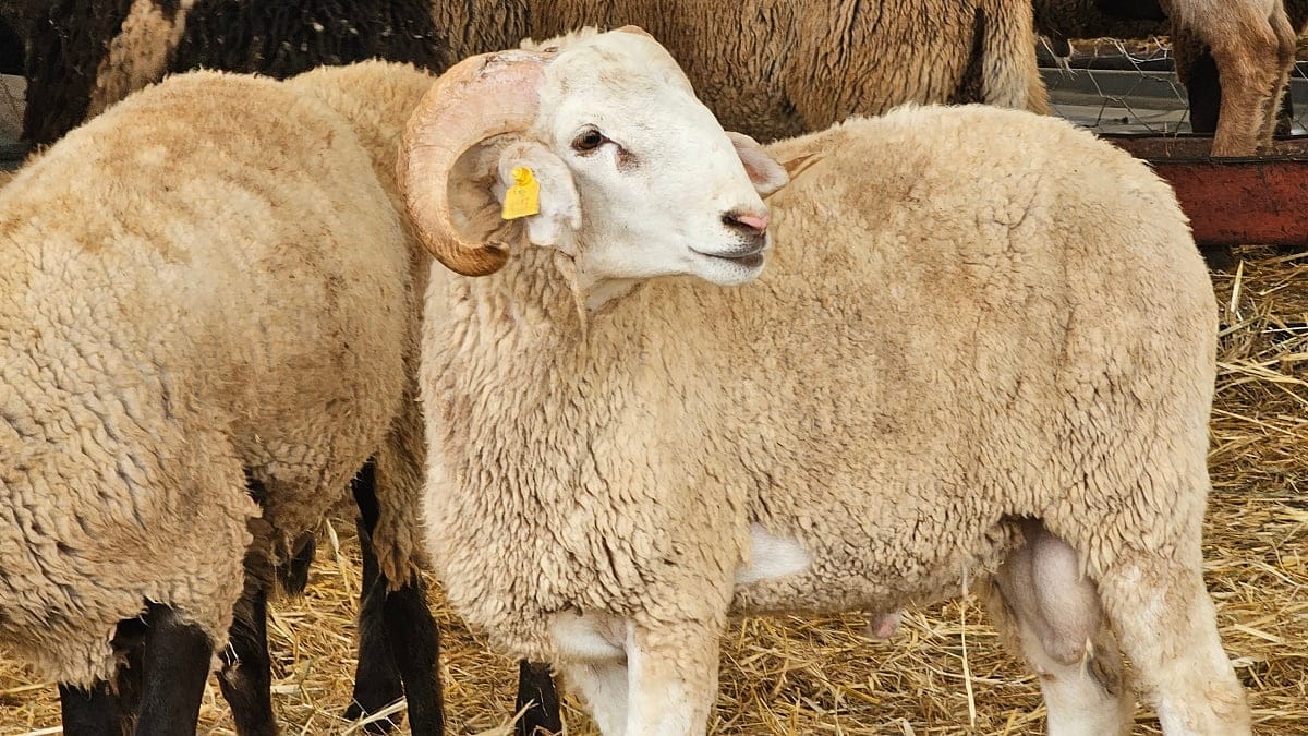 Des moutons à 17 millions : choqué, Tebboune prend des mesures strictes